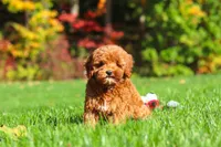 Willow, a female Cockapoo for sale in Millersburg, OH – 4 of 10