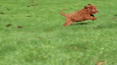 Sage, a female Cockapoo for sale in Millersburg, OH – 8 of 8