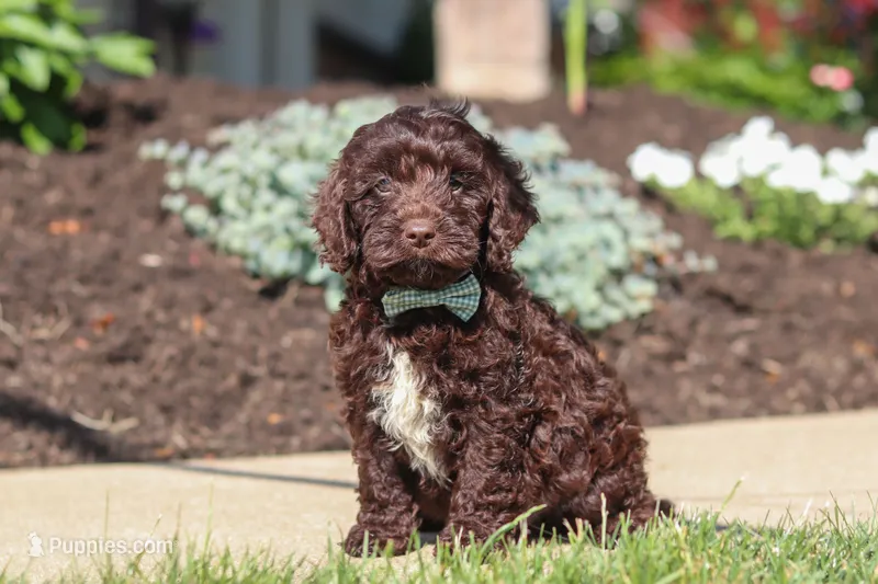 Teddy – Cockapoo puppy for sale in Millersburg, OH