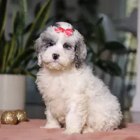 Rosie, a female Cockapoo for sale in Millersburg, OH – Photo 3 of 6