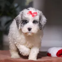 Rosie, a female Cockapoo for sale in Millersburg, OH – Photo 4 of 6