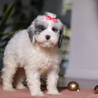 Rosie, a female Cockapoo for sale in Millersburg, OH – Photo 5 of 6