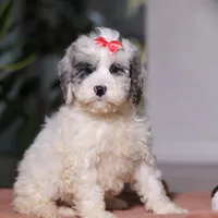 Rosie, a female Cockapoo for sale in Millersburg, OH – Photo 1 of 6
