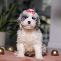 Rosie, a female Cockapoo for sale in Millersburg, OH – Photo 2 of 6