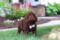 Sammie, a male Cockapoo for sale in Millersburg, OH – 2 of 5