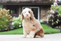 Oakley, a male Cockapoo for sale in Millersburg, OH – 2 of 8