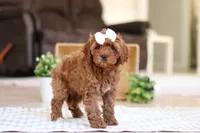 Tammy, a female Cockapoo for sale in Millersburg, OH – Photo 1 of 6