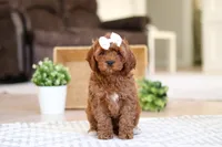 Tammy, a female Cockapoo for sale in Millersburg, OH – Photo 4 of 6