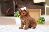 Tammy, a female Cockapoo for sale in Millersburg, OH – Photo 5 of 6