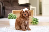 Tammy, a female Cockapoo for sale in Millersburg, OH – Photo 3 of 6