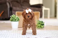 Tammy, a female Cockapoo for sale in Millersburg, OH – Photo 6 of 6