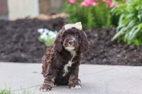 Sylvia, a female Cockapoo for sale in Millersburg, OH – 3 of 8