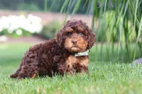 Seth, a male Cockapoo for sale in Millersburg, OH – 7 of 9