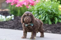 Atlas, a male Cockapoo for sale in Millersburg, OH – 6 of 7