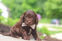 Casey, a female Cockapoo for sale in Millersburg, OH – 3 of 6