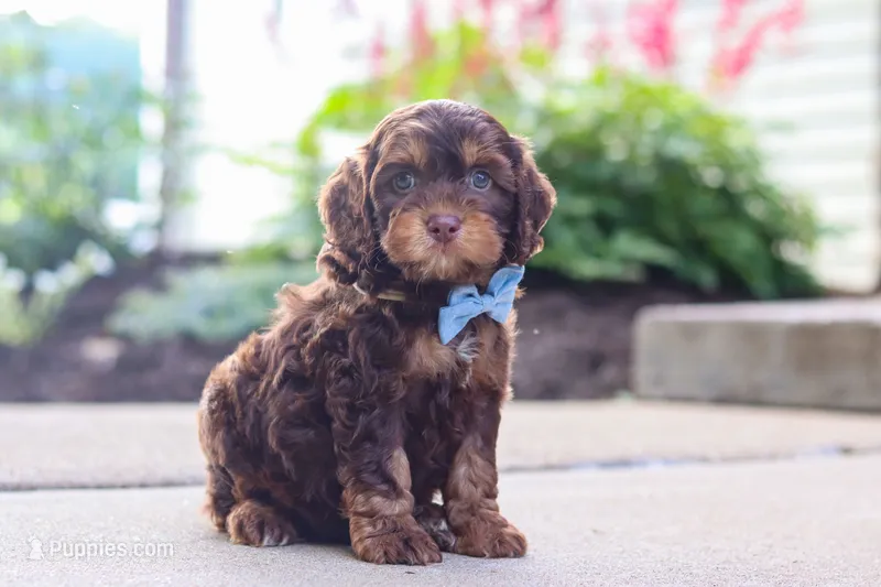 Warren – Cockapoo puppy for sale in Millersburg, OH