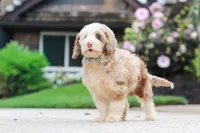Oakley, a male Cockapoo for sale in Millersburg, OH – 5 of 8