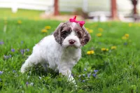 Piper, a female Cockapoo for sale in Millersburg, OH – Photo 2 of 7