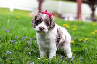 Piper, a female Cockapoo for sale in Millersburg, OH – Photo 4 of 7