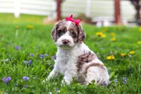 Piper, a female Cockapoo for sale in Millersburg, OH – Photo 6 of 7