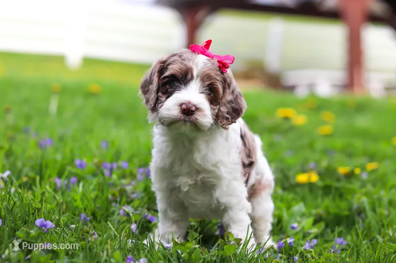 Piper – Cockapoo puppy for sale in Millersburg, OH