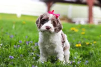 Piper, a female Cockapoo for sale in Millersburg, OH – Photo 1 of 7