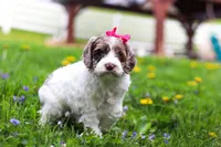 Piper, a female Cockapoo for sale in Millersburg, OH – Photo 5 of 7