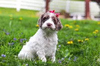 Piper, a female Cockapoo for sale in Millersburg, OH – Photo 7 of 7