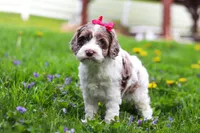 Piper, a female Cockapoo for sale in Millersburg, OH – Photo 3 of 7