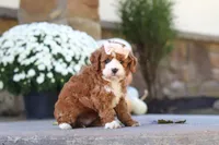 Autumn, a female Cavapoo for sale in Millersburg, OH – 8 of 10