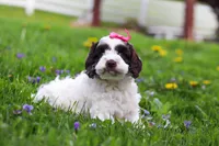 Joselyn, a female Cockapoo for sale in Millersburg, OH – Photo 2 of 5