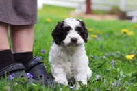 Joselyn, a female Cockapoo for sale in Millersburg, OH – Photo 5 of 5