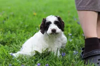 Joselyn, a female Cockapoo for sale in Millersburg, OH – Photo 4 of 5