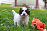 Joselyn, a female Cockapoo for sale in Millersburg, OH – Photo 1 of 5