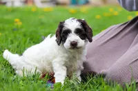 Joselyn, a female Cockapoo for sale in Millersburg, OH – Photo 3 of 5