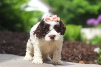 Lola, a female Cockapoo for sale in Millersburg, OH – 2 of 6
