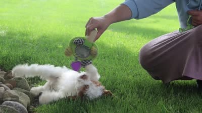 Galen, a male Cockapoo for sale in Millersburg, OH – 6 of 6
