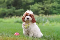 Baxter, a male Cockapoo for sale in Millersburg, OH – 2 of 6