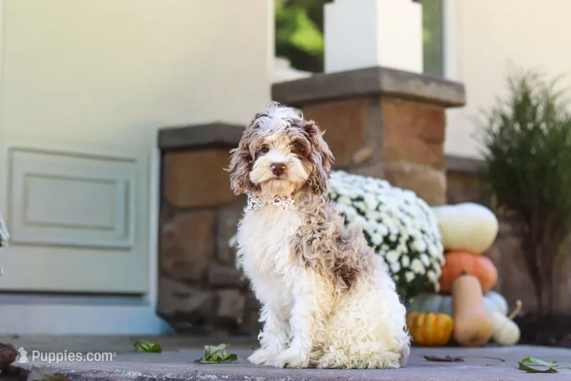 Nicole – Cockapoo puppy for sale in Millersburg, OH