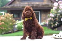 Sammie, a male Cockapoo for sale in Millersburg, OH – 3 of 8