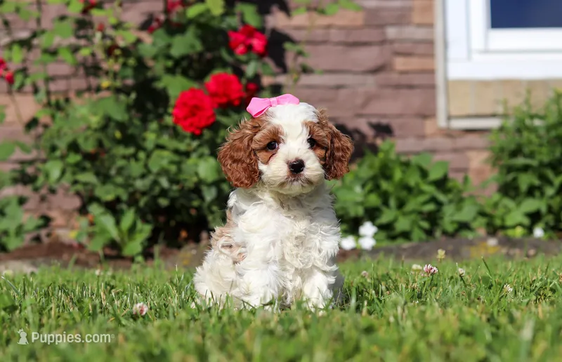 Ava – Cockapoo puppy for sale in Millersburg, OH