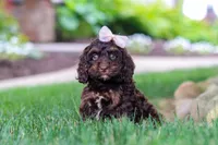Sophie, a female Cockapoo for sale in Millersburg, OH – 6 of 10