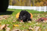 Vince, a male Cavapoo for sale in Millersburg, OH – 2 of 10