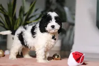 Hunter, a male Cockapoo for sale in Millersburg, OH – Photo 2 of 4