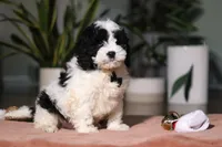 Hunter, a male Cockapoo for sale in Millersburg, OH – Photo 3 of 4