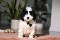 Hunter, a male Cockapoo for sale in Millersburg, OH – Photo 4 of 4