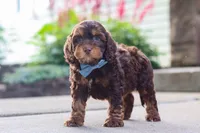 Warren, a male Cockapoo for sale in Millersburg, OH – 6 of 8