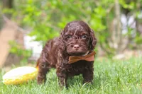 Sammie, a male Cockapoo for sale in Millersburg, OH – 5 of 5