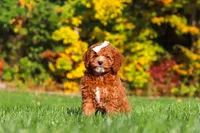 Sage, a female Cockapoo for sale in Millersburg, OH – 4 of 8