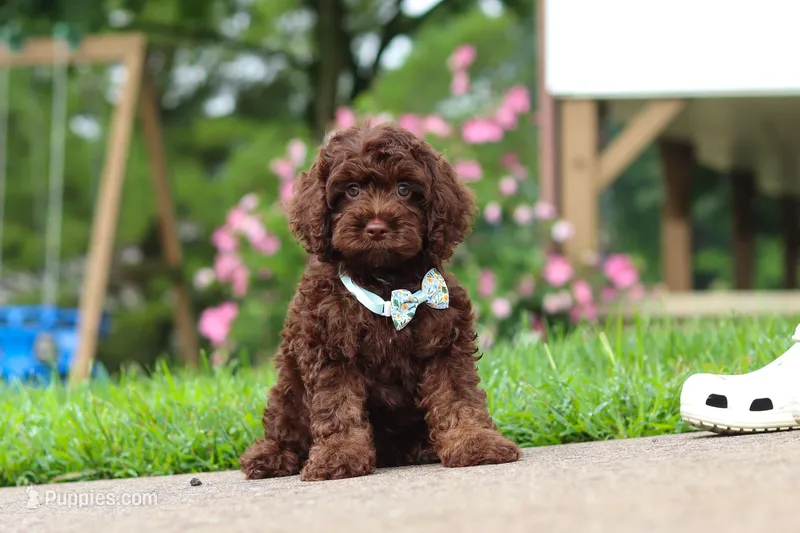 Alex – Cockapoo puppy for sale in Millersburg, OH